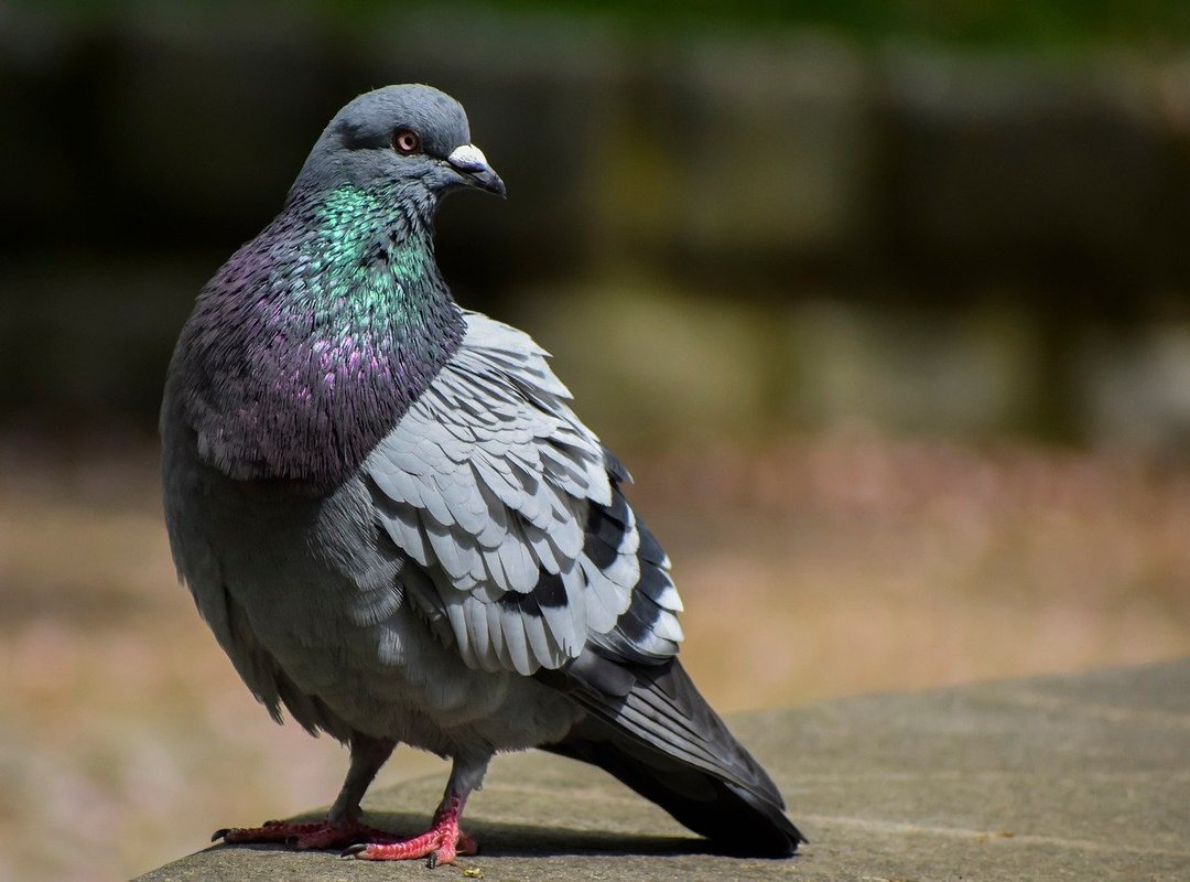 What Sets Tubidy Apart from Other Platforms